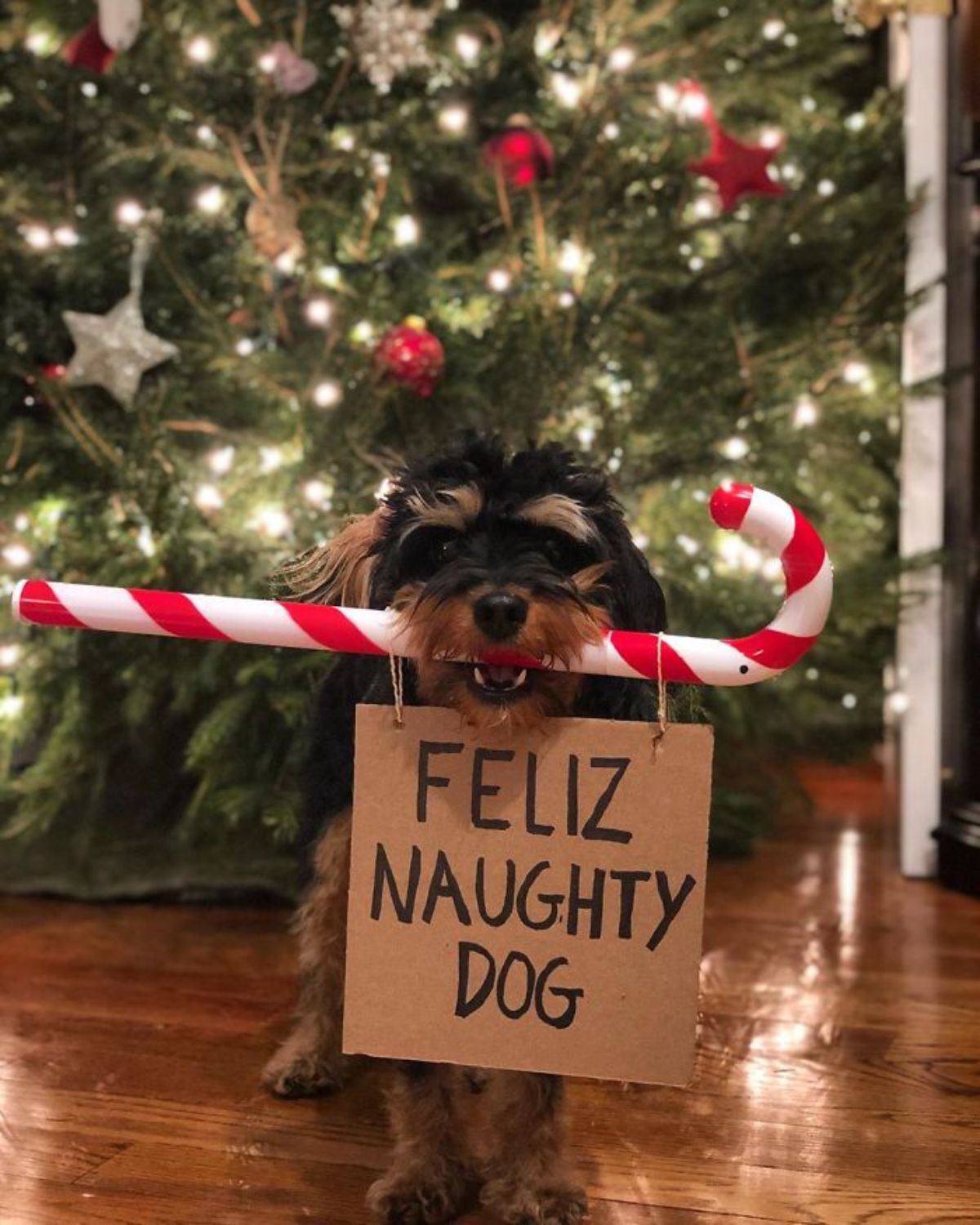 black and brown yorkshire terrier holding a sign saying feliz naughty dog and holding a red and white candy cane in front of a christmas tree
