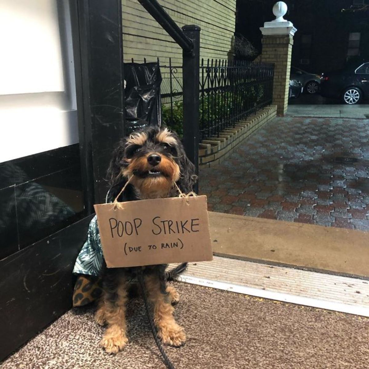 black and brown yorkshire terrier holding a sign saying poop strike (due to rain)