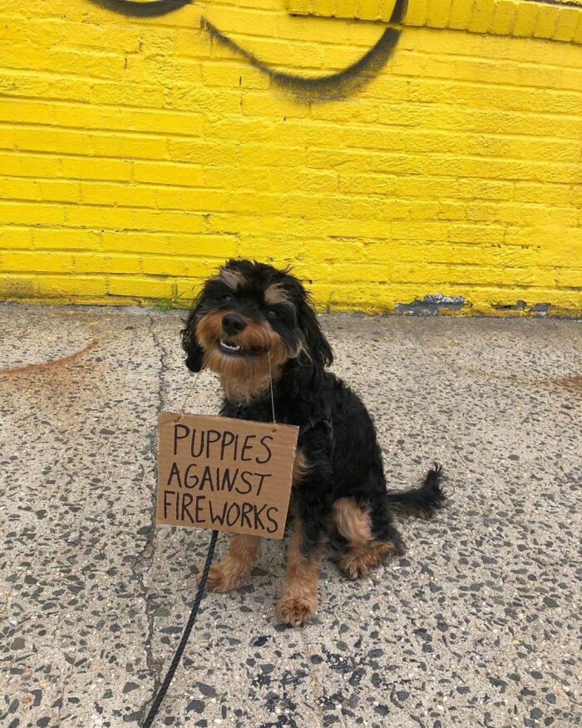 black and brown yorkshire terrier holding a sign saying puppies against fireworks