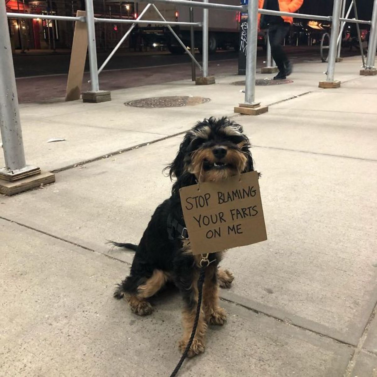 black and brown yorkshire terrier holding a sign saying stop blaming your farts on me