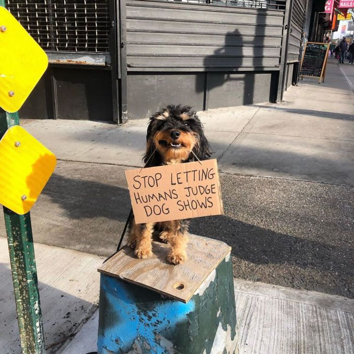 black and brown yorkshire terrier holding a sign saying stop letting humans judge dog shows