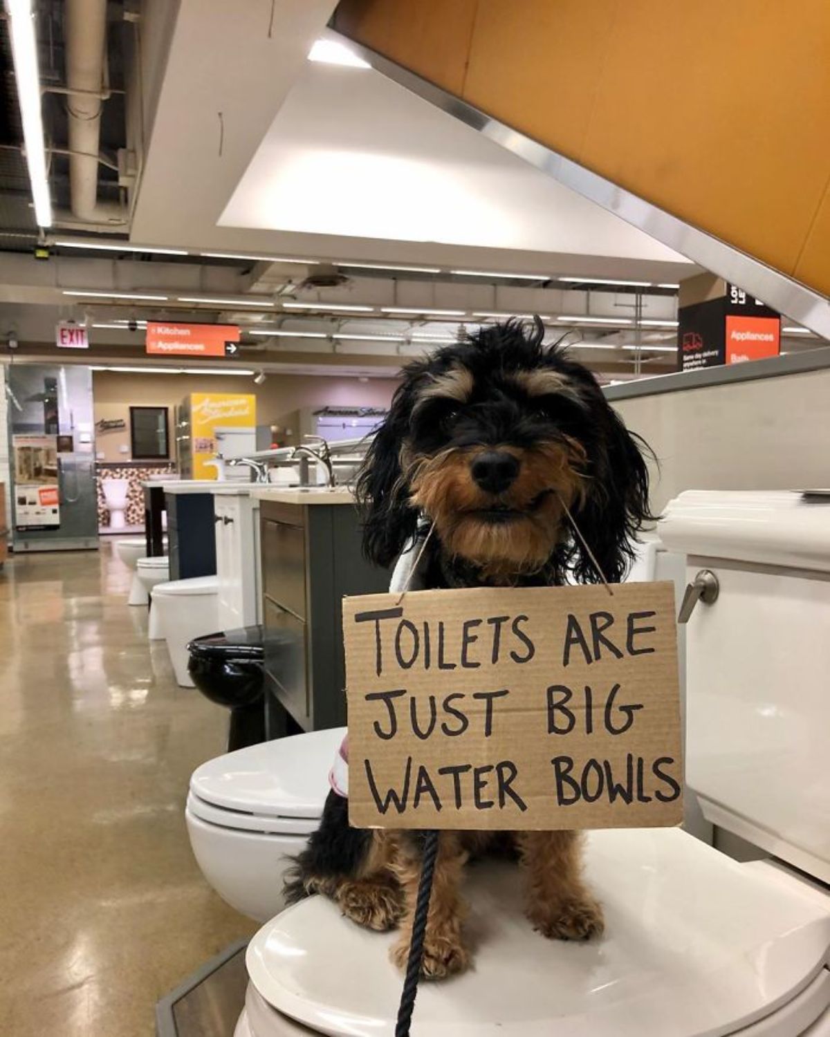 black and brown yorkshire terrier holding a sign saying toilets are just big water bowls