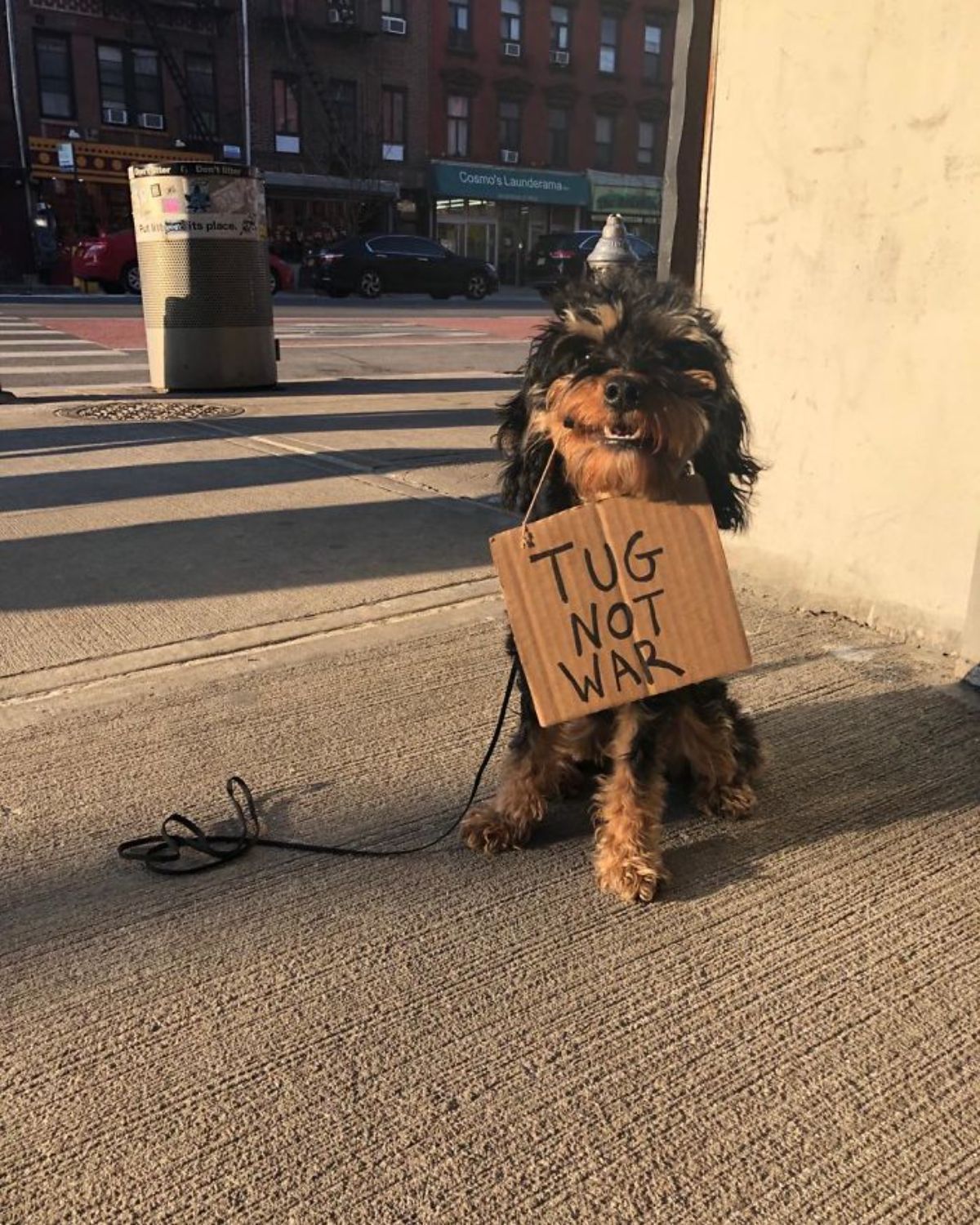 black and brown yorkshire terrier holding a sign saying tug not war
