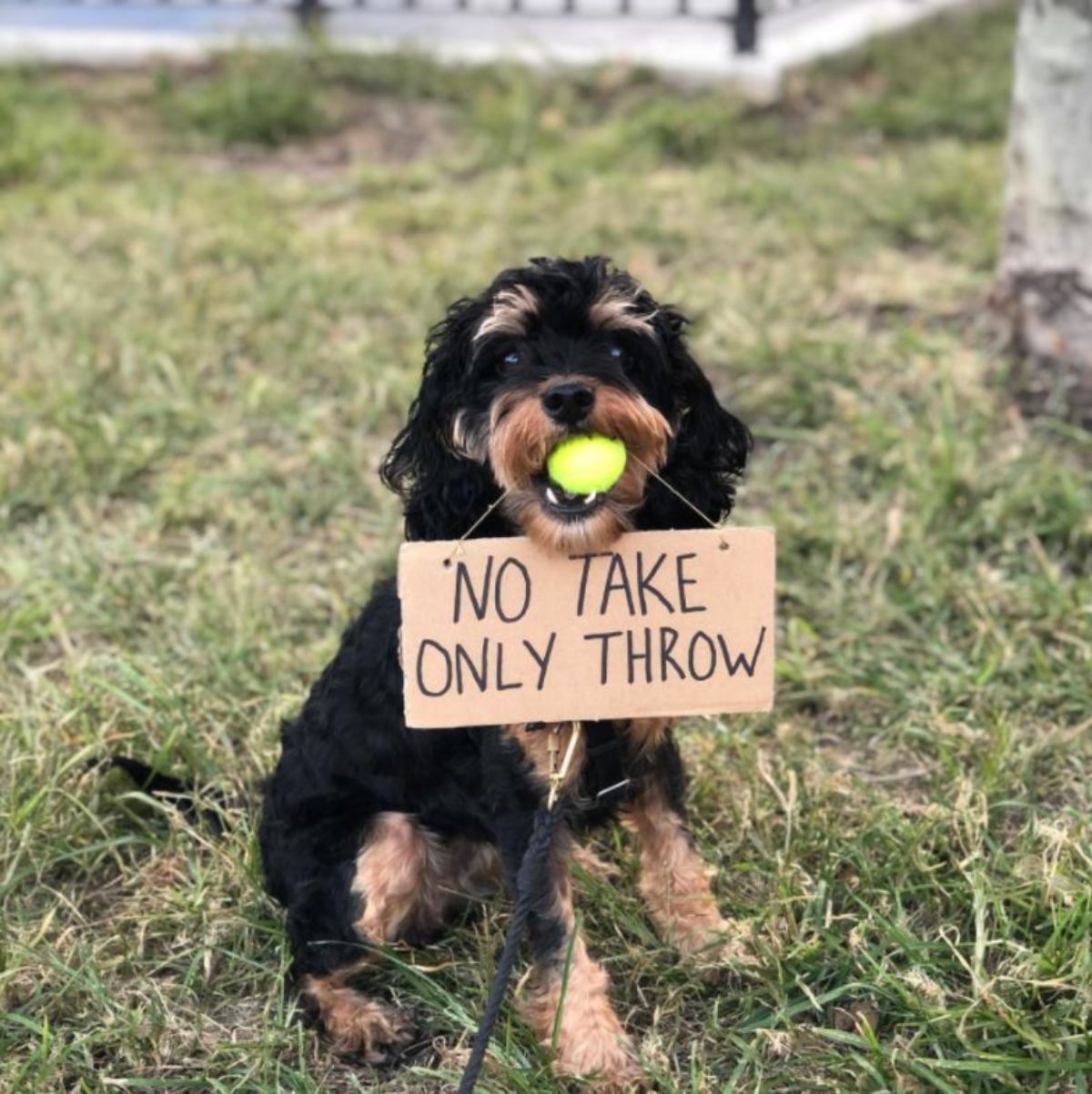 black and brown yorkshire terrier holding a yellow ball in its mouth and holding a sign saying no take only throw