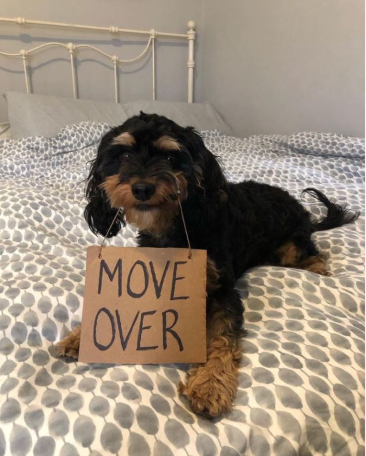 black and brown yorkshire terrier laying on a bed and holding a sign saying move over