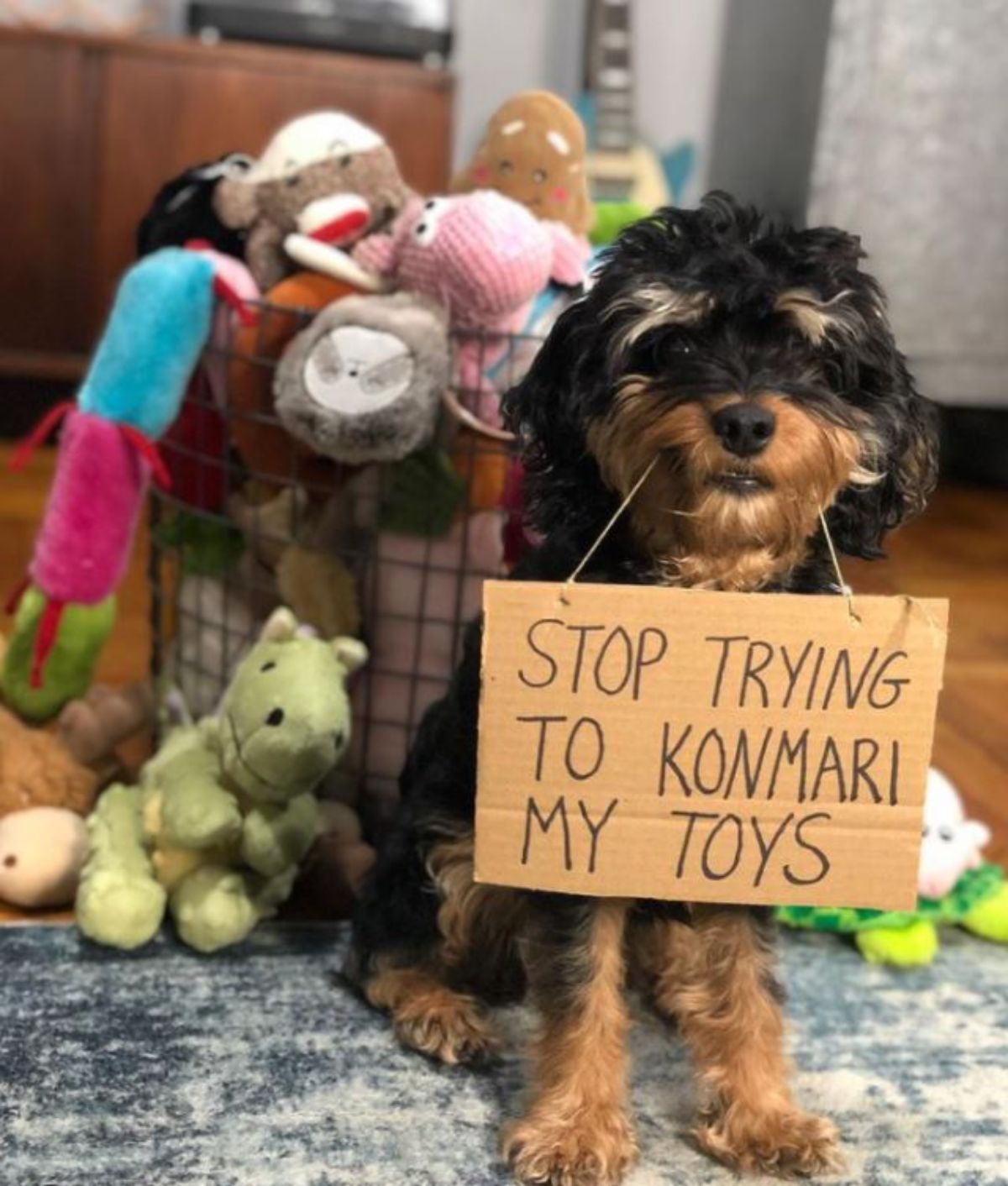 black and brown yorkshire terrier sitting in front of a black metal bucket of stuffed toys overflowing with some on the floor and holding a sign saying stop trying to konmari my toys