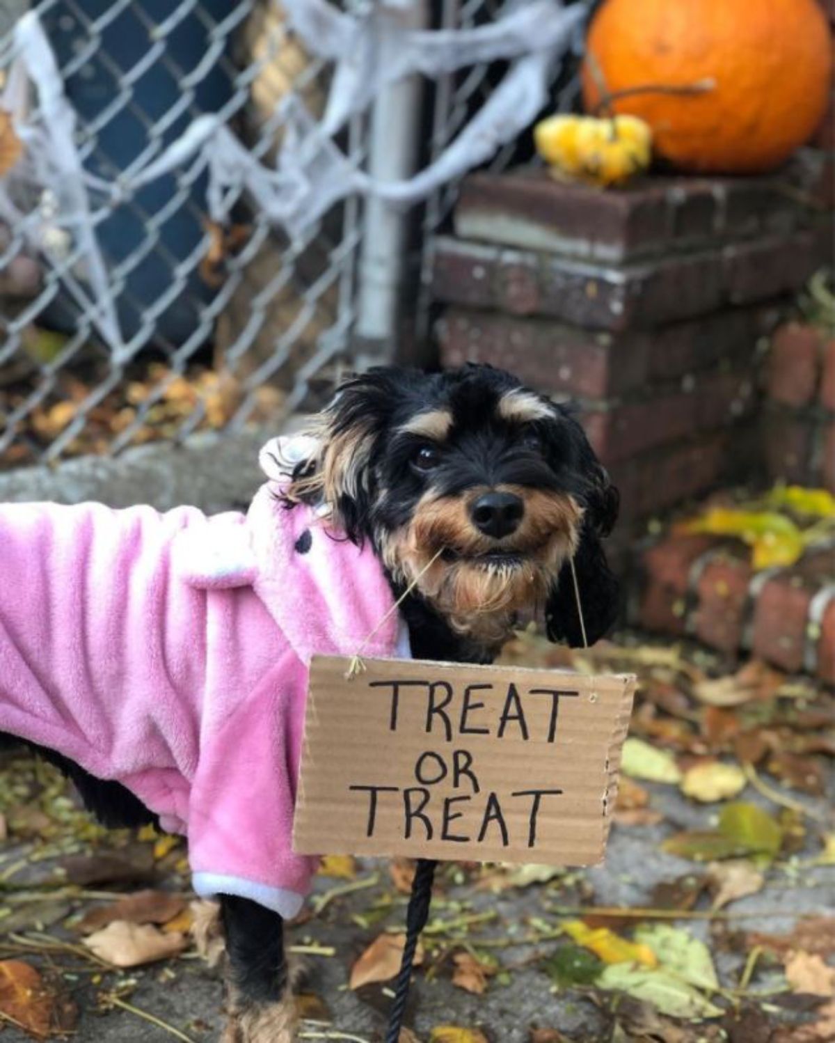 black and brown yorkshire terrier wearing a pink hoodie holding a sign saying treats or treats