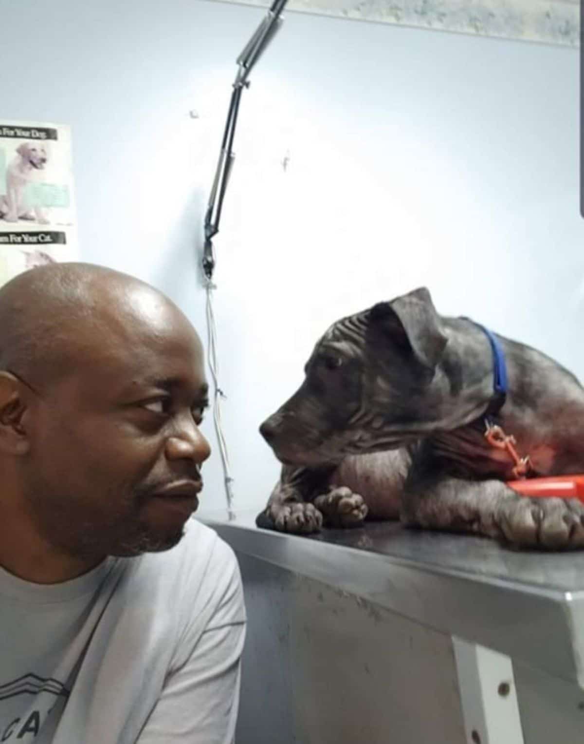 black and pink hairless dog laying on a grey metal table with a man crouching at eye level with the dog and they are looking at each other