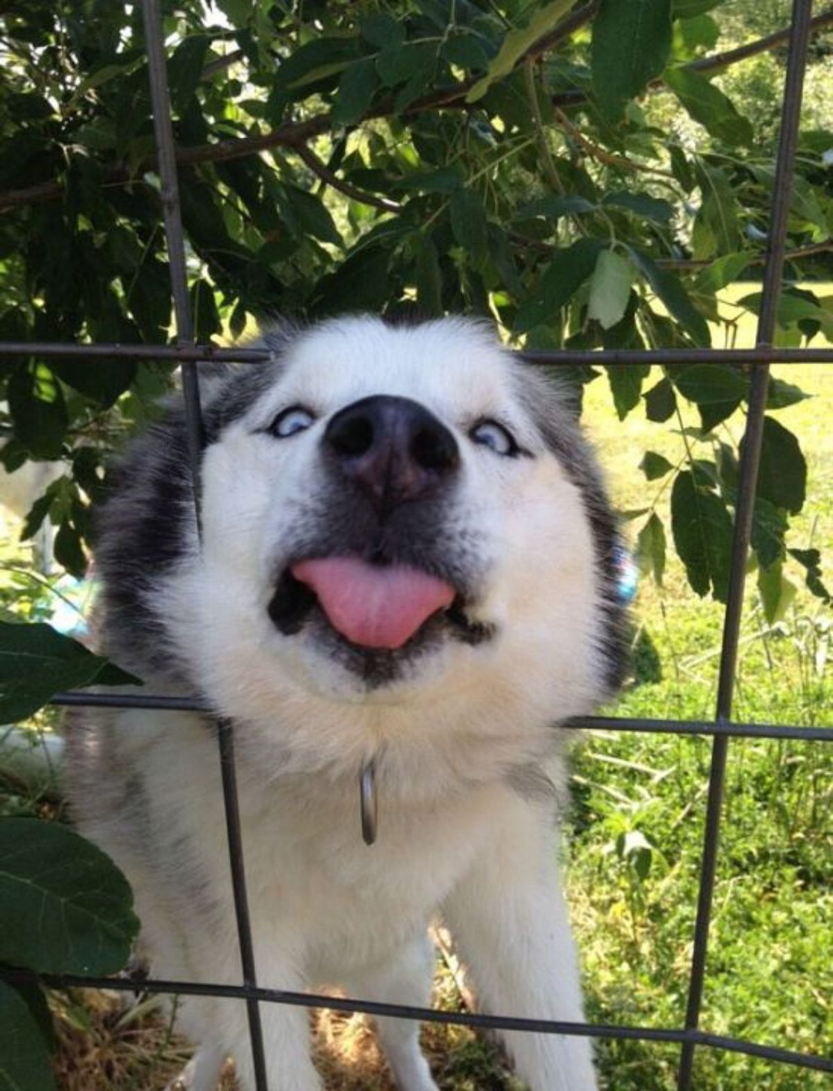 black and white alaskan malamute with the tongue sticking out stuck with the head through a fence