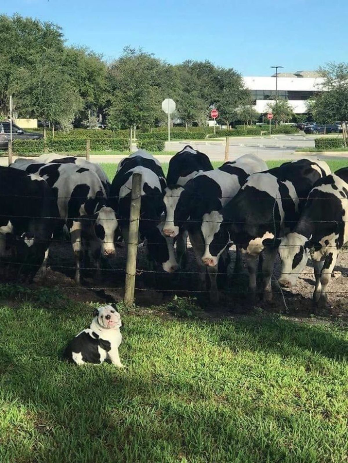 black and white bulldog sitting on grass with 8 black and white cows on the other side of the fence staring at the dog