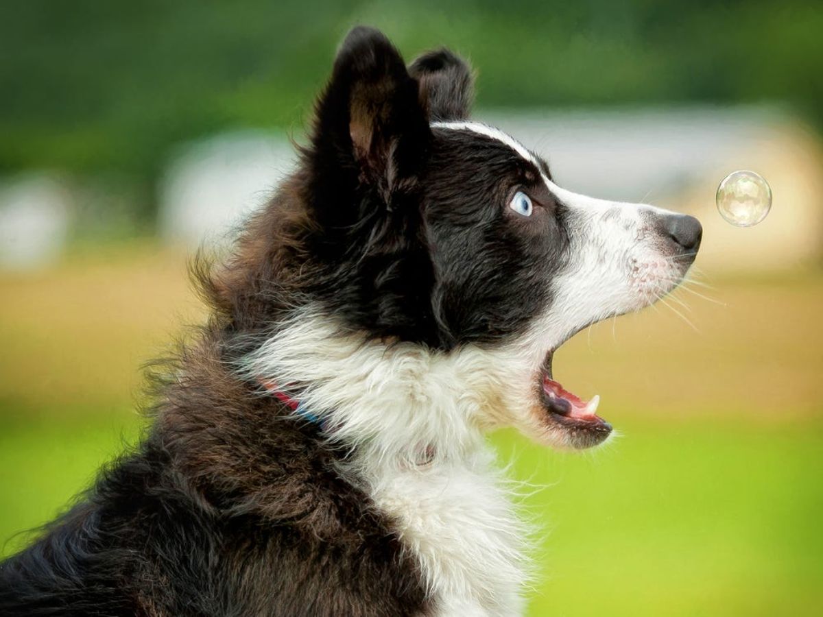 black and white collie looking suprised in front of a small soap bubble