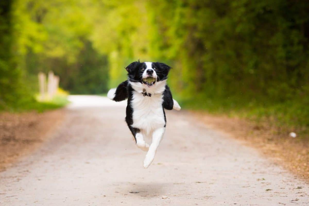 black and white dog caught running in mid-air on a path with trees on either side