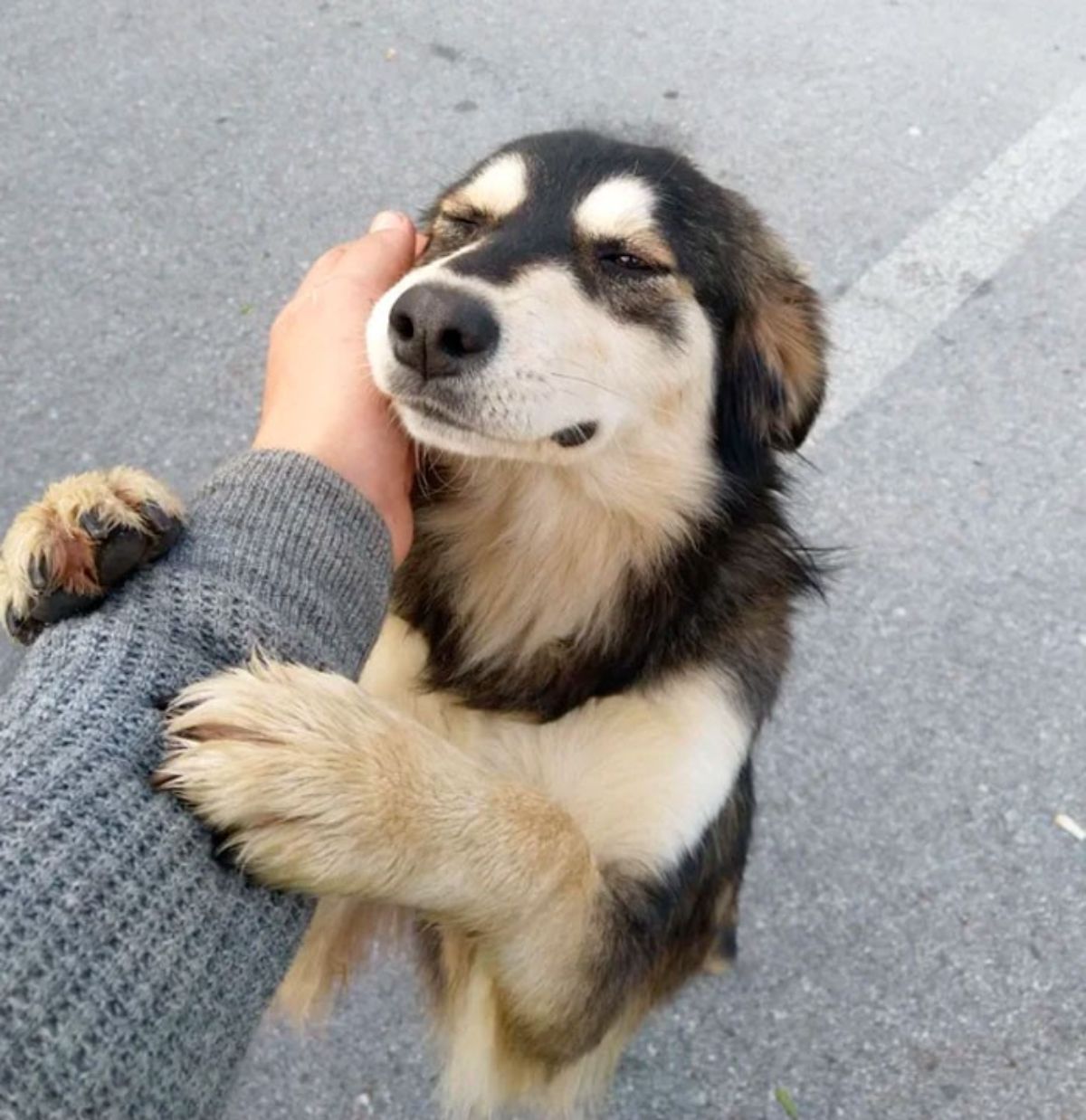 black and white dog hugging the arm of the person petting the dog