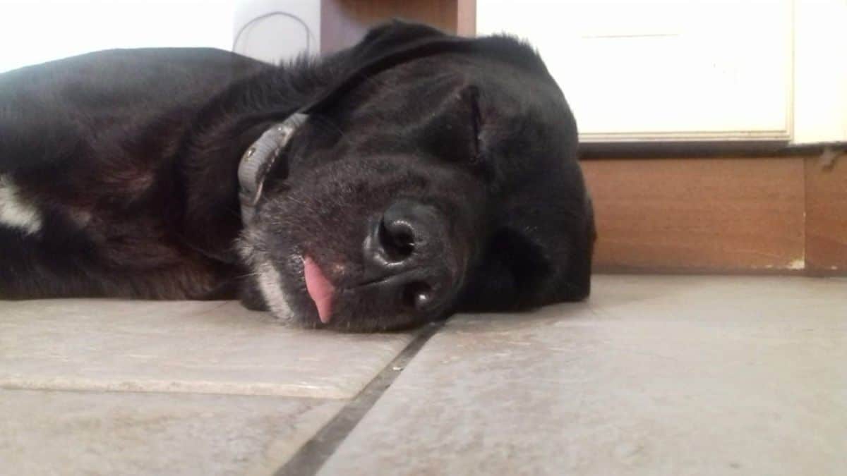 black and white dog laying on white tiled floor and sleeping with the tongue sticking out slightly