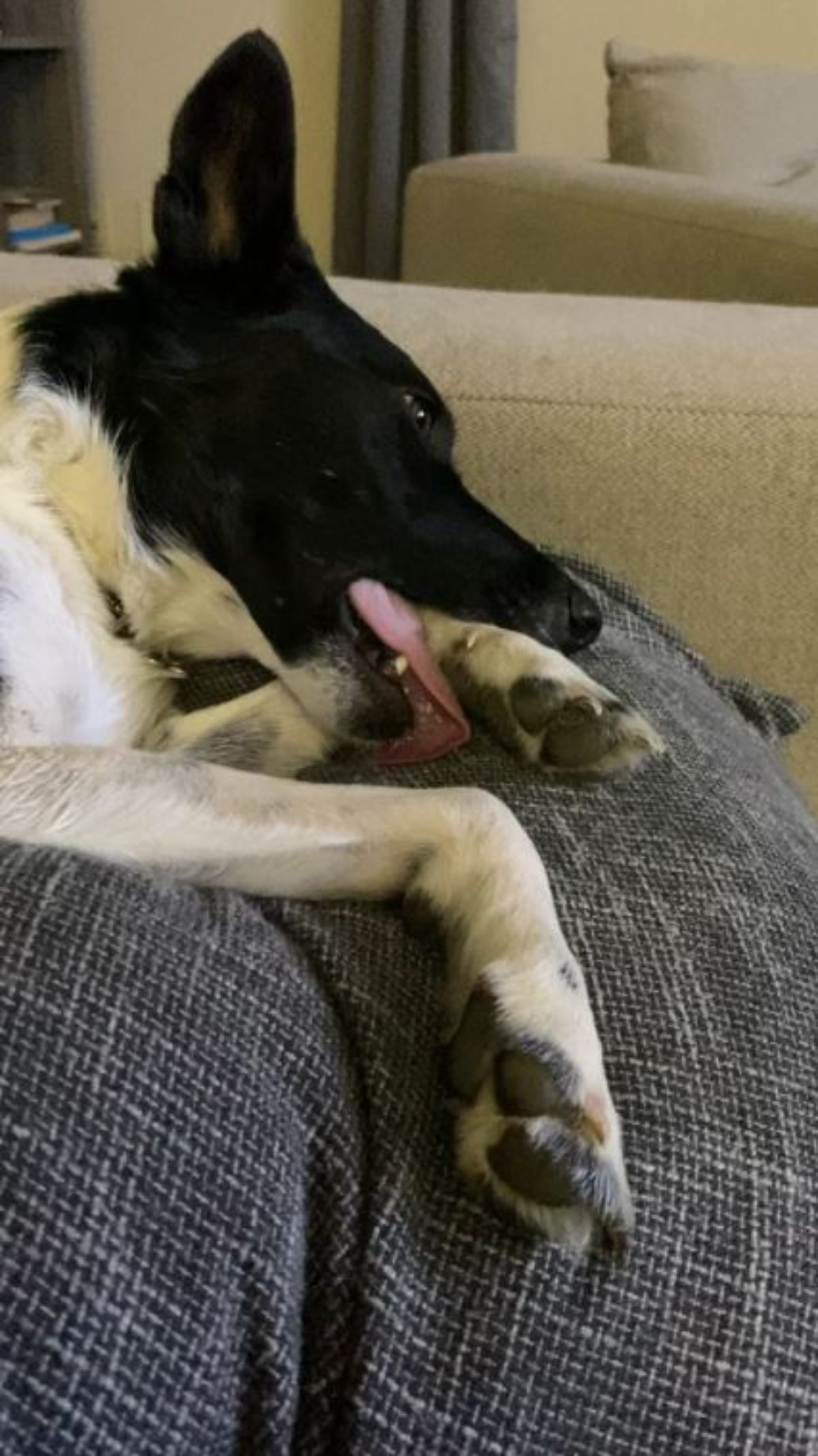 black and white dog laying sideways on a black sofa with one front paw held in the mouth with the tongue sticking out