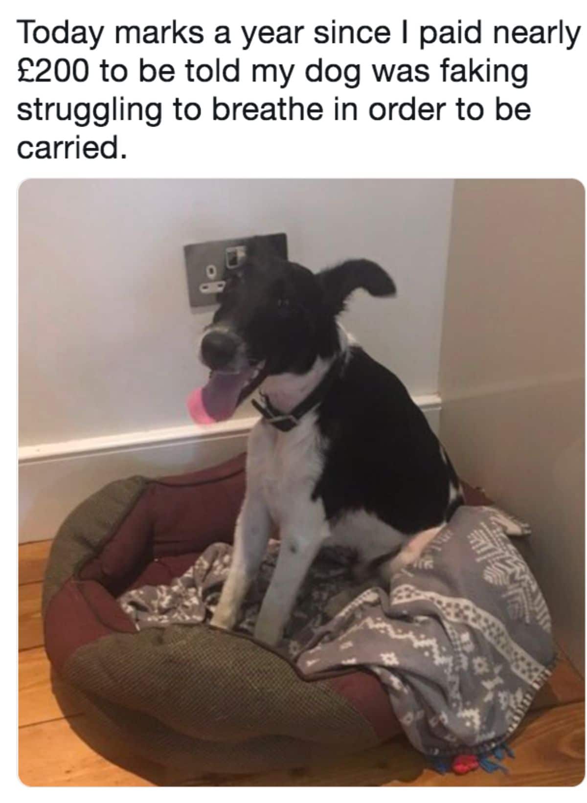black and white dog sitting in a dog bed with caption saying today marks a year they paid 200 pounds to be told the dog was faking struggling to breathe to be carrier