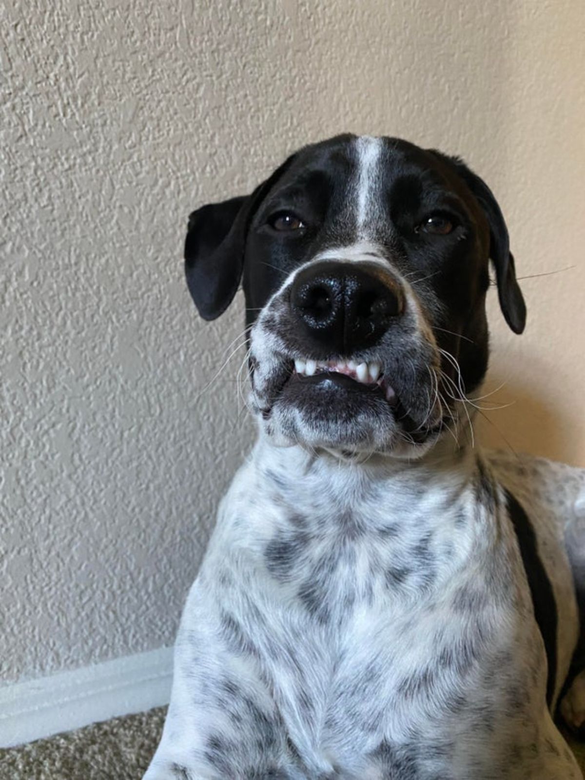 black and white dog sitting with the jowls caught on the teeth