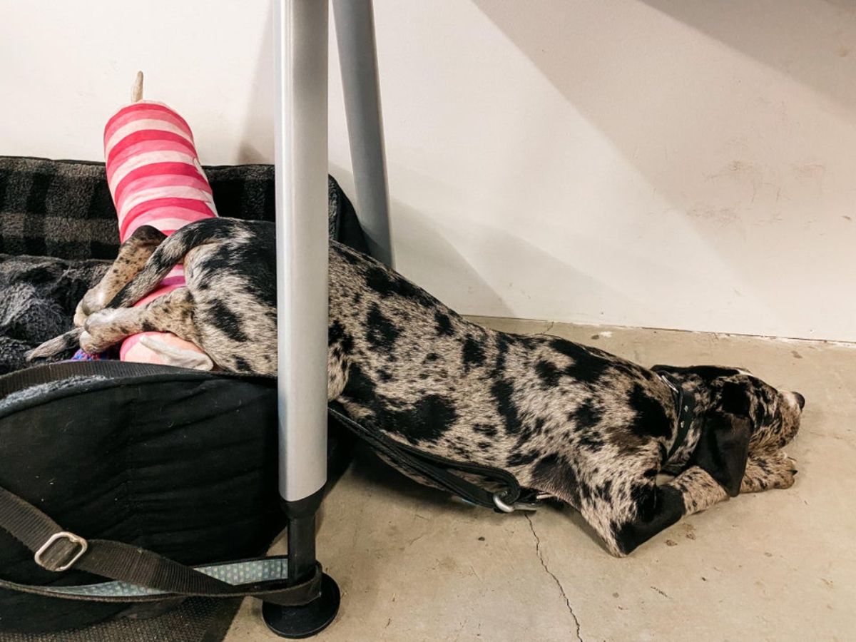 black and white dog sleeping on floor with the back legs on a red pink and white bolster pillow on a black dog bed and the rest of the body is on the floor