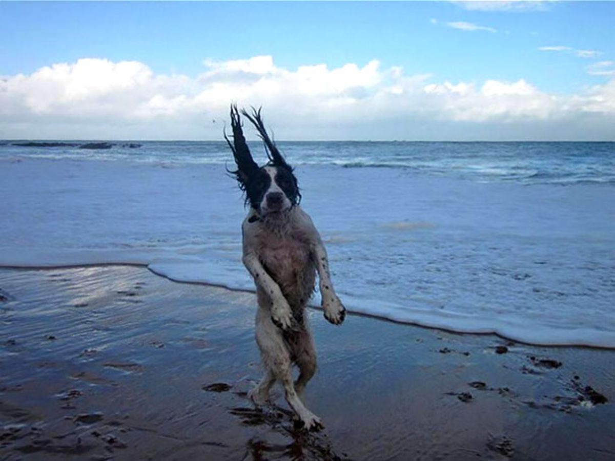 black and white dog standing on hind legs on a beach