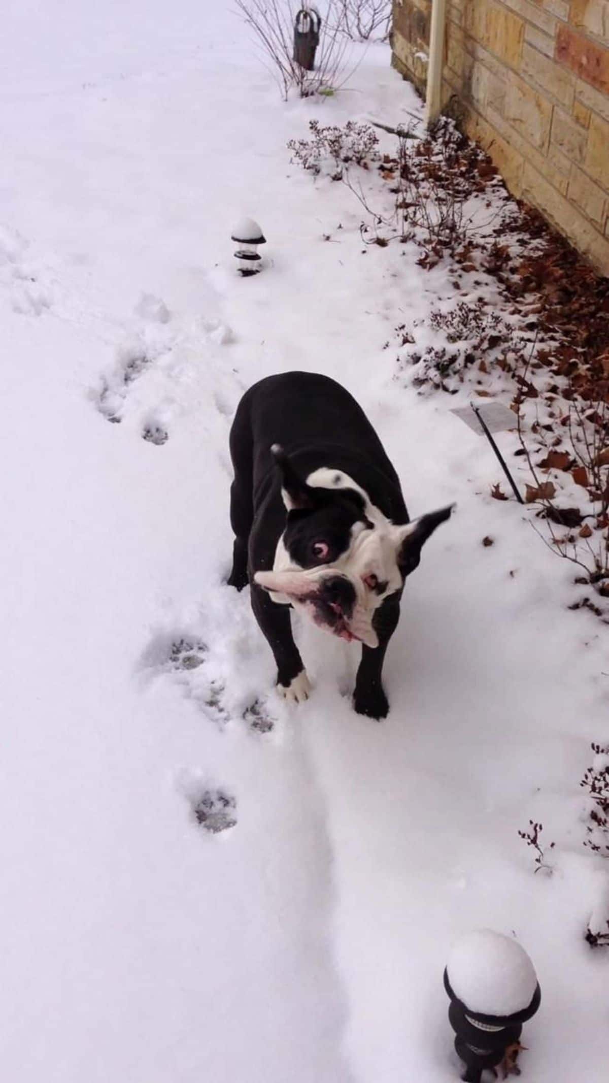 black and white dog standing on snow with the jowls moving up