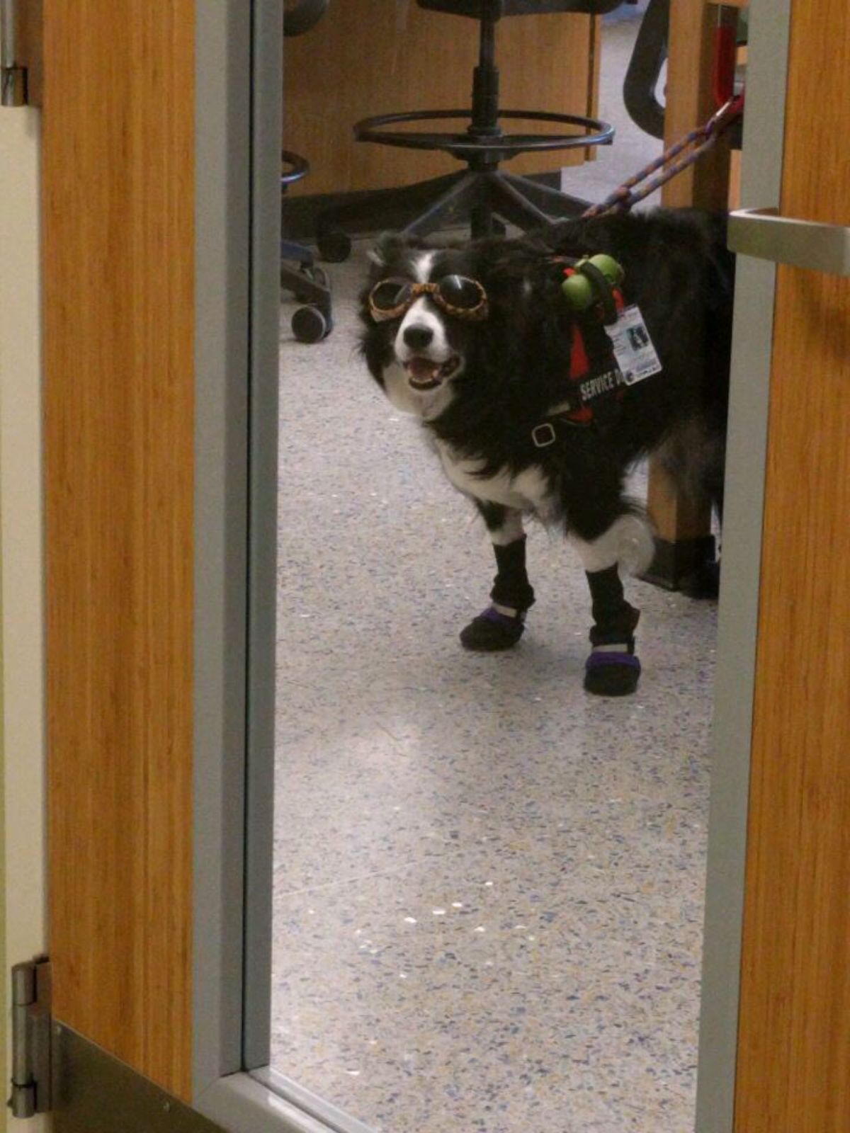 black and white dog wearing harness, goggles and black boots inside a chemistry lab