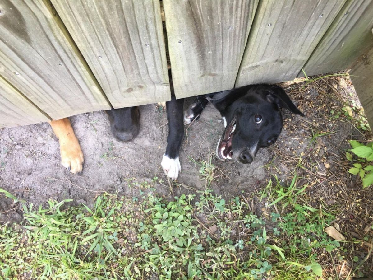 black and white dog's head and black and brown dog's paw and snout poking out from under a wooden fence