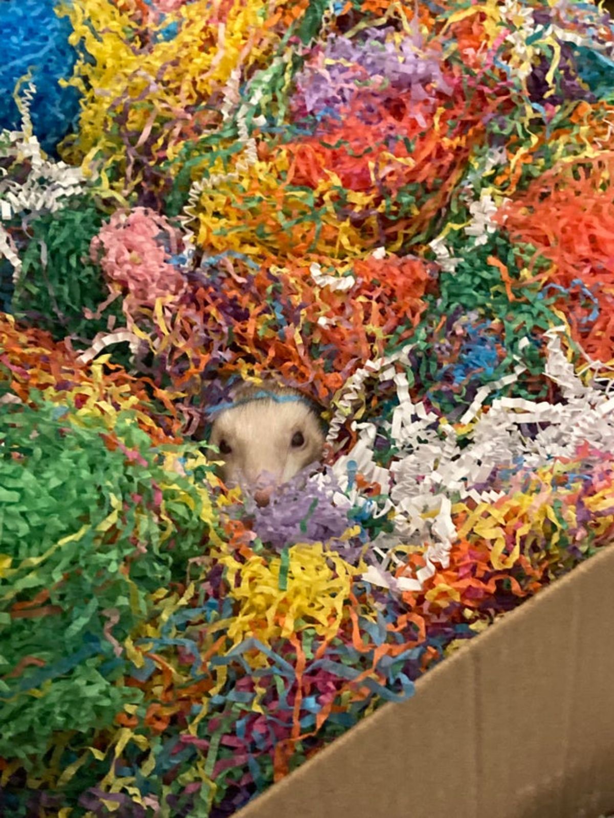 black and white ferret hidden between a lot of multi-coloured crepe paper strips in a cardboard box