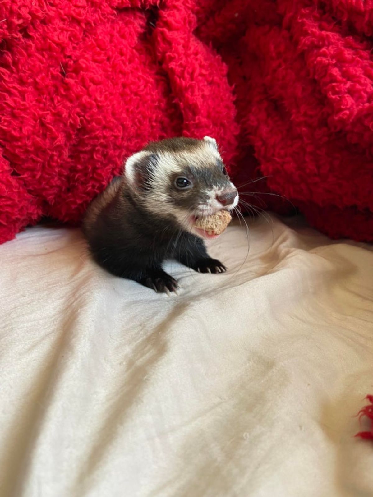 black and white ferret holding brown food in its mouth standing on beige bedsheet and under a red blanket