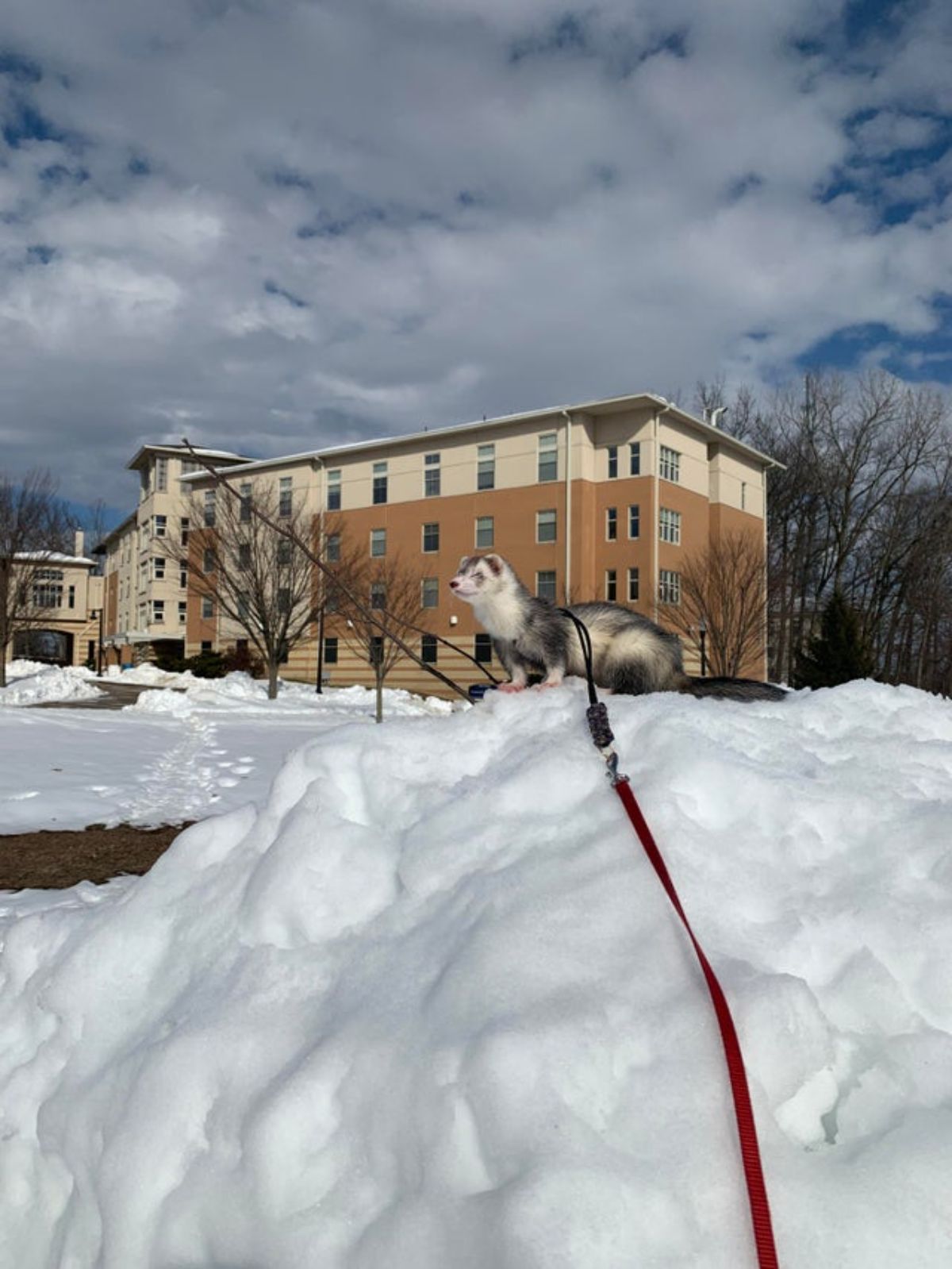 black and white ferret in a red leash standing on a giant pile of snow