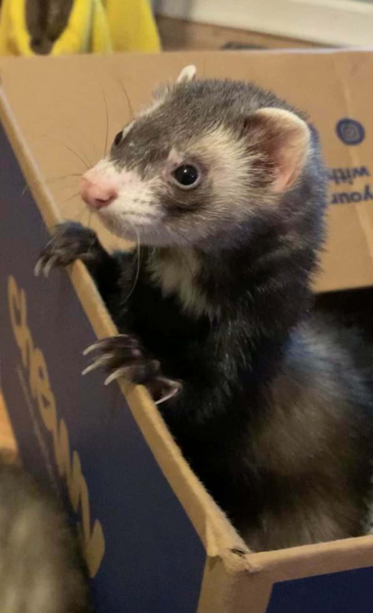 black and white ferret inside a cardboard looking out of it placing its front paws on the edge
