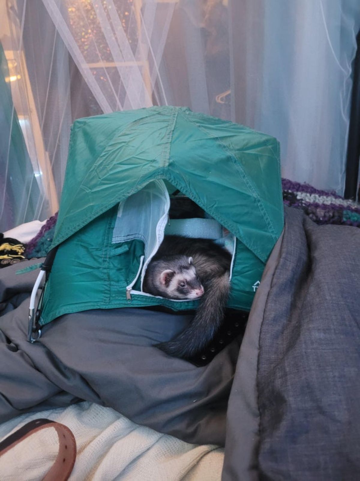black and white ferret inside green camping gear