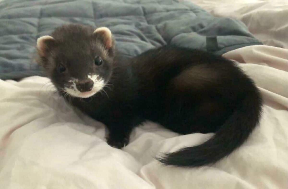 black and white ferret on a white blanket on a blue bed