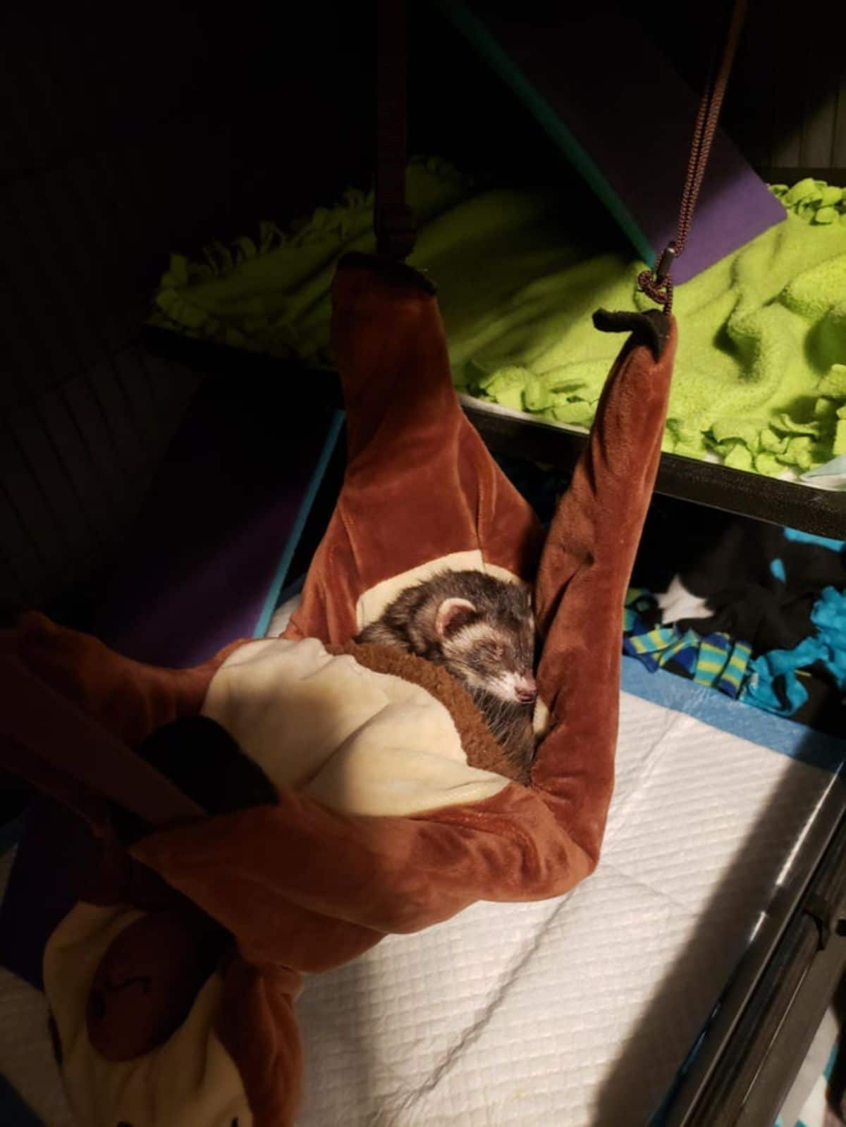 black and white ferret sleeping in a brown hammock tucked under a blanket in it