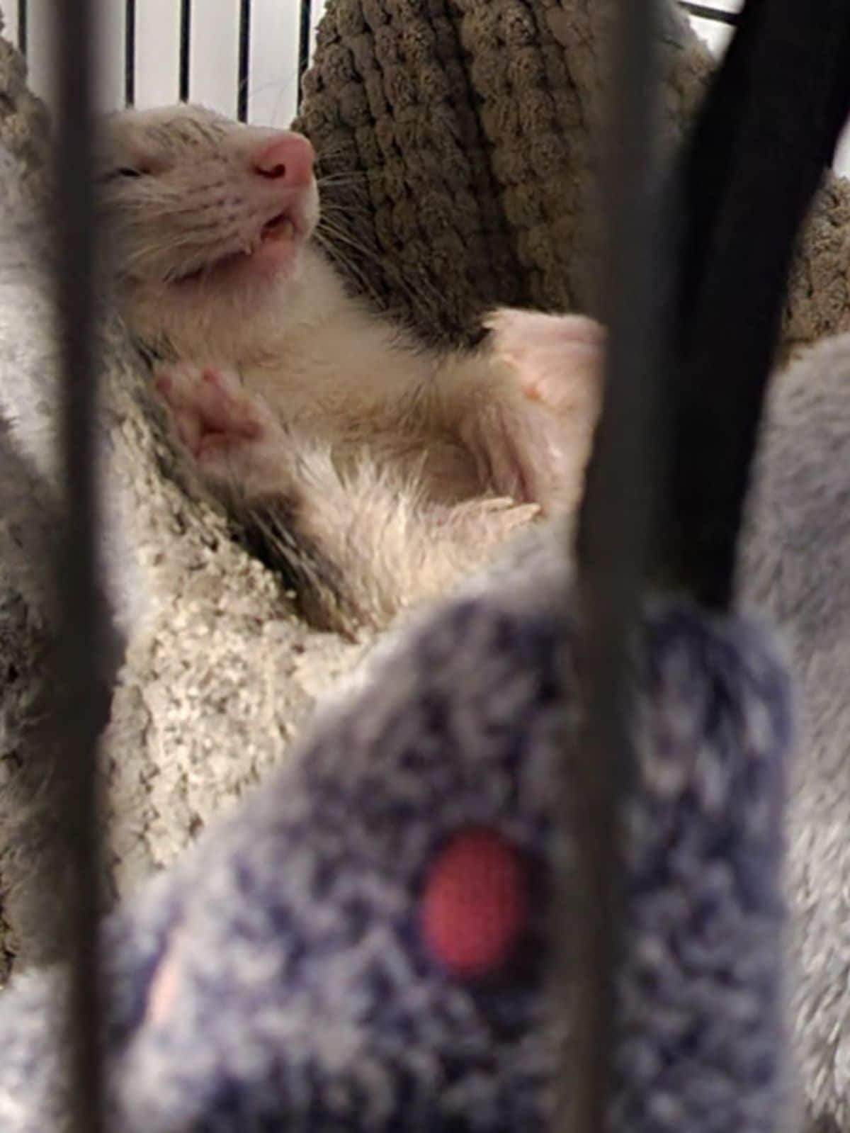 black and white ferret sleeping inside a cage on blankets with the legs splayed and the mouth slightly open showing some teeth