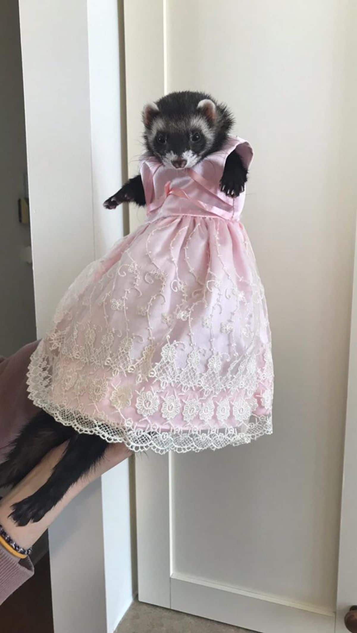 black and white ferret wearing a frilly pink and white dress being held up by someone
