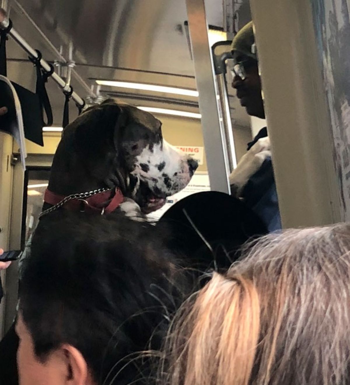 black and white great dane riding a train standing on hind legs surrounded by people