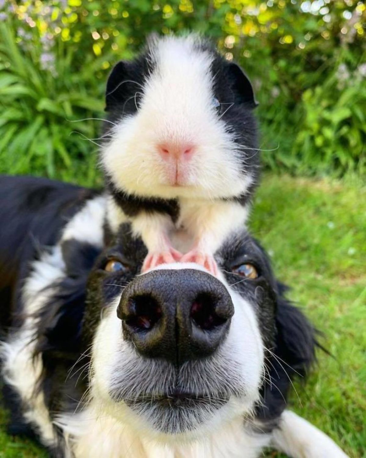 black and white guinea pig sitting on a black and white dog's head