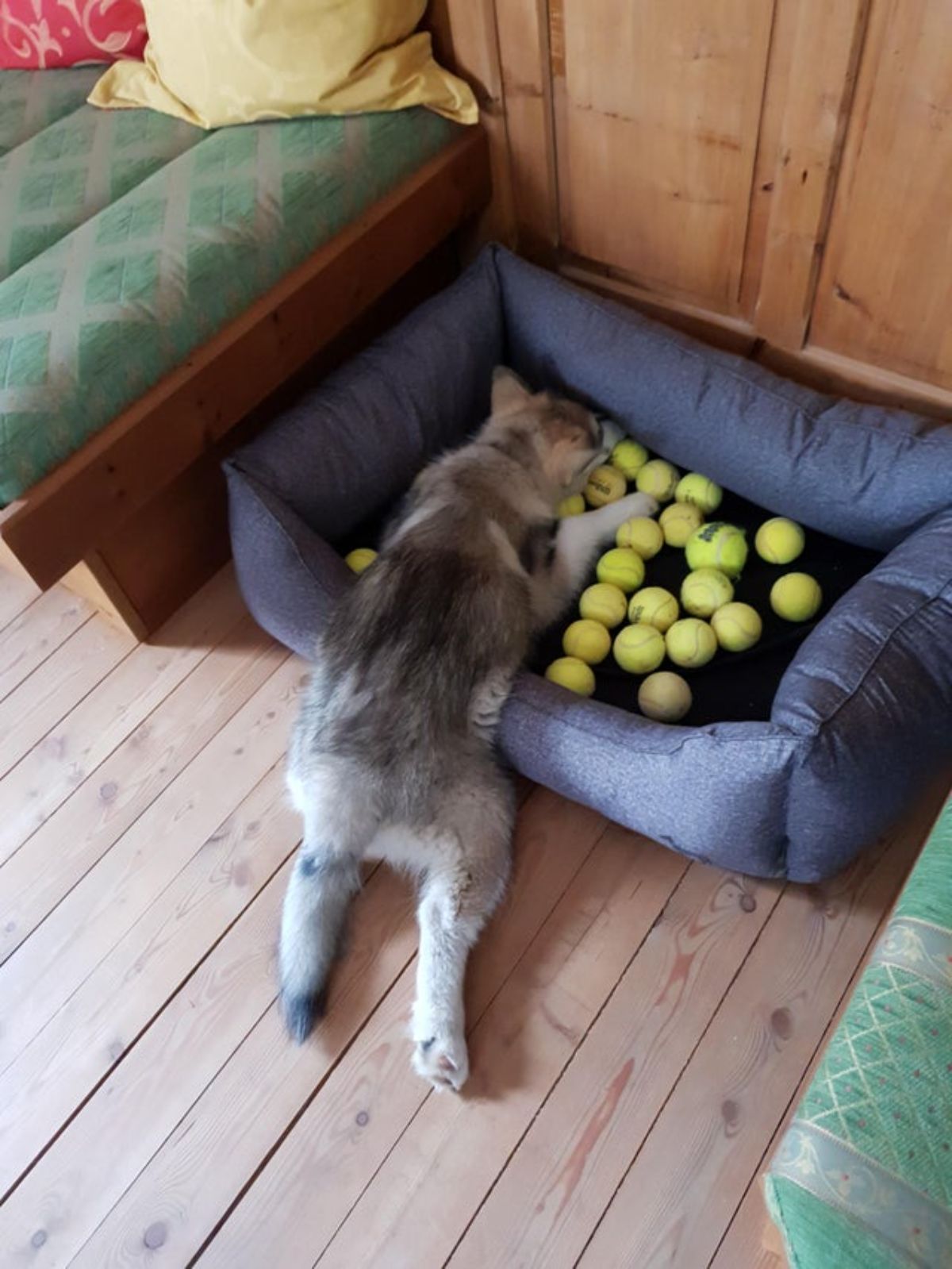 black and white husky sleeping partly on a blue dog bed that's full of yellow tennis balls