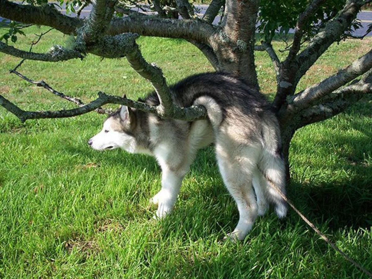 black and white husky stuck with the body over a branch with a rope or leash showing between the back legs