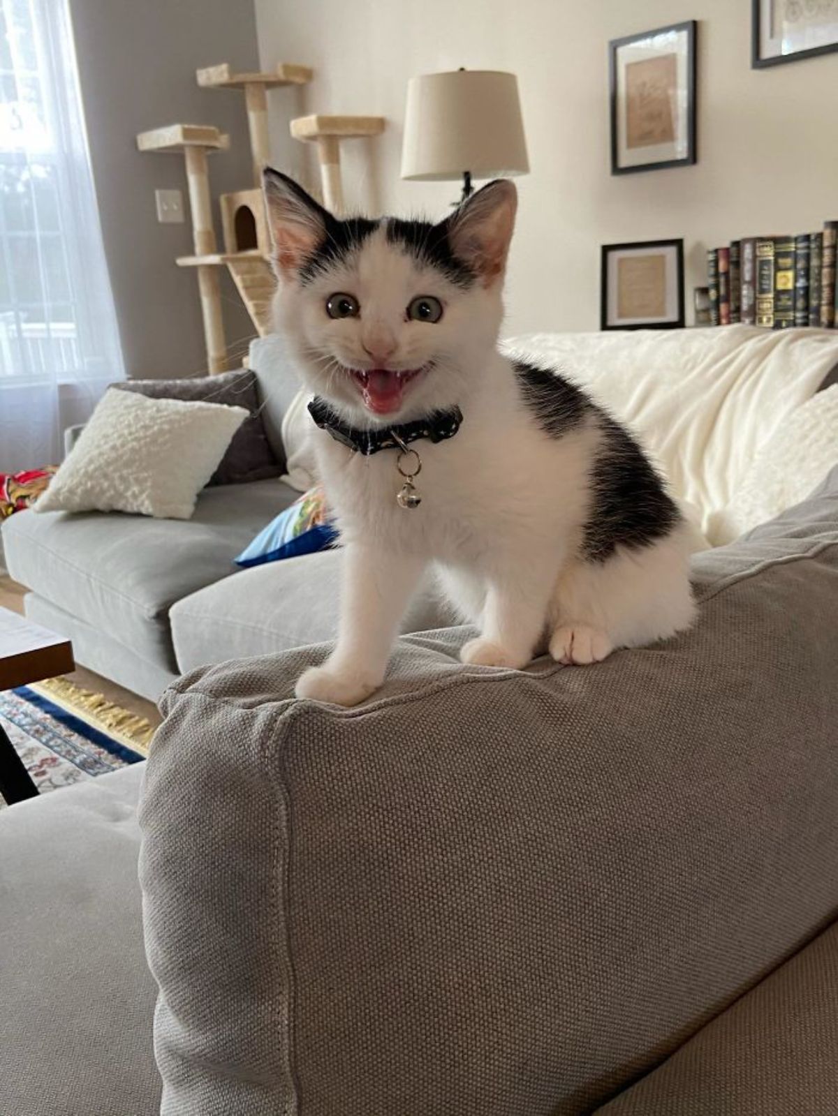 black and white kitten with black collar caught mid-meow sitting on the top of a brown sofa