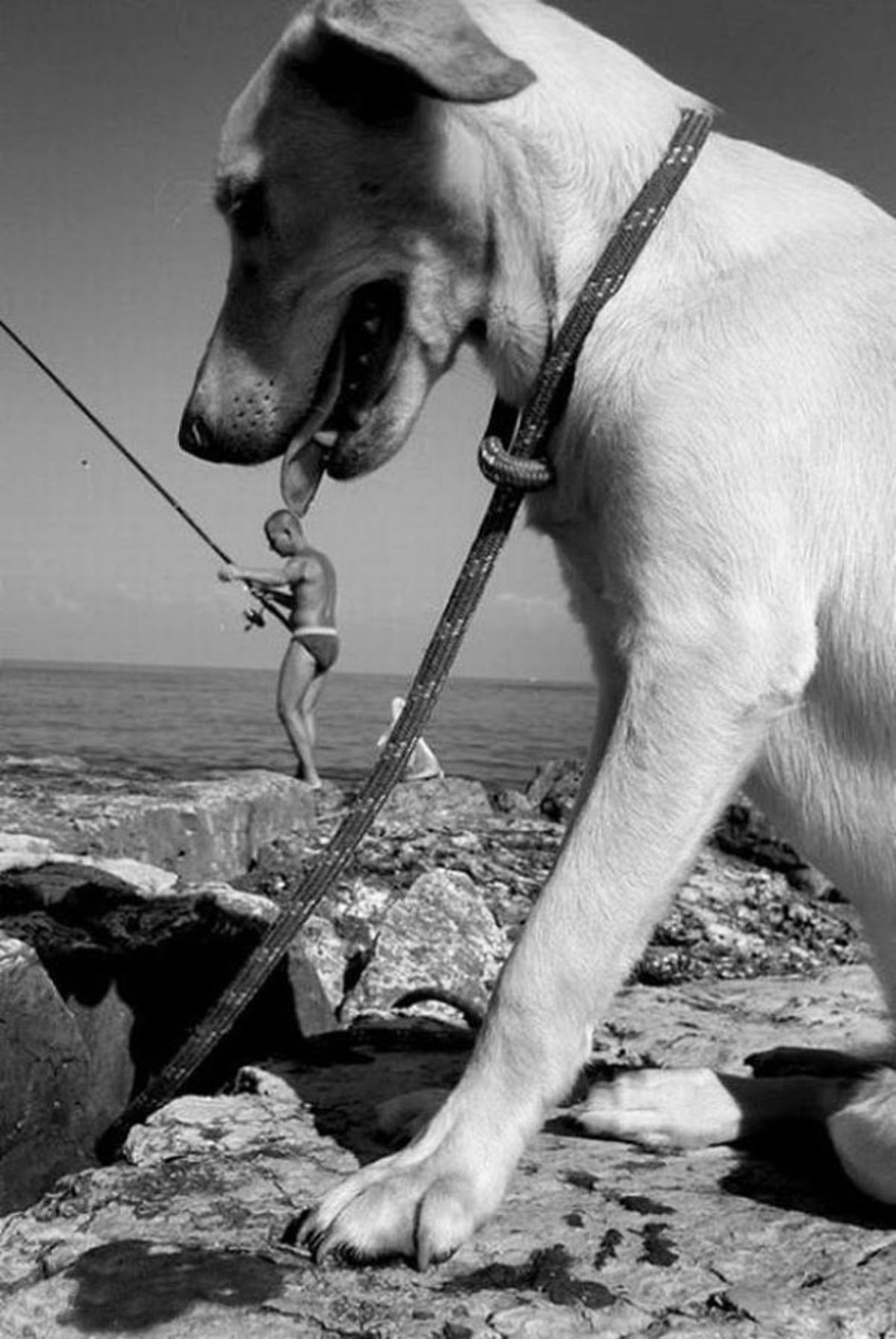 black and white photo of a dog looking like it is licking a small shirtless man fishing further away