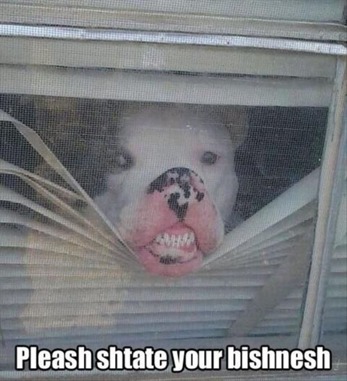 black and white pitbull looking through a mesh pushing white blinds down with the nose smushed against the mesh showing the teeth