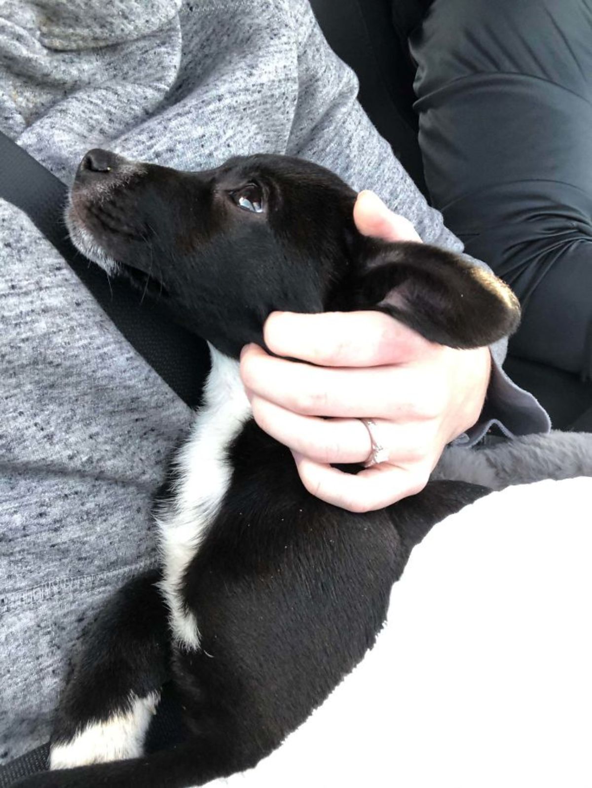 black and white puppy on someone's lap in a car and looking up at the person