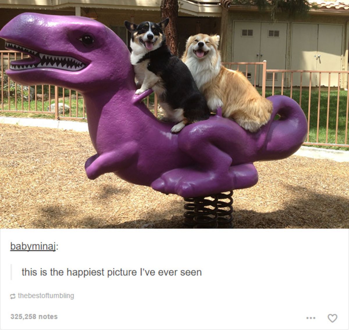 black brown and white corgi and brown and white corgi smiling and sitting on a purple dinosaur play equipment at a park