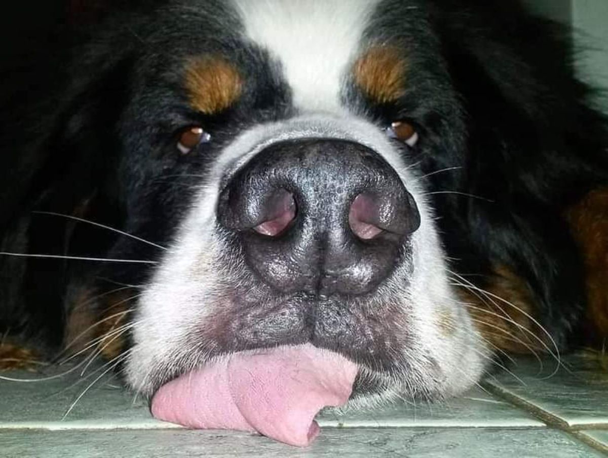 black brown and white dog laying the head on the floor with the tongue sticking out and touching the floor