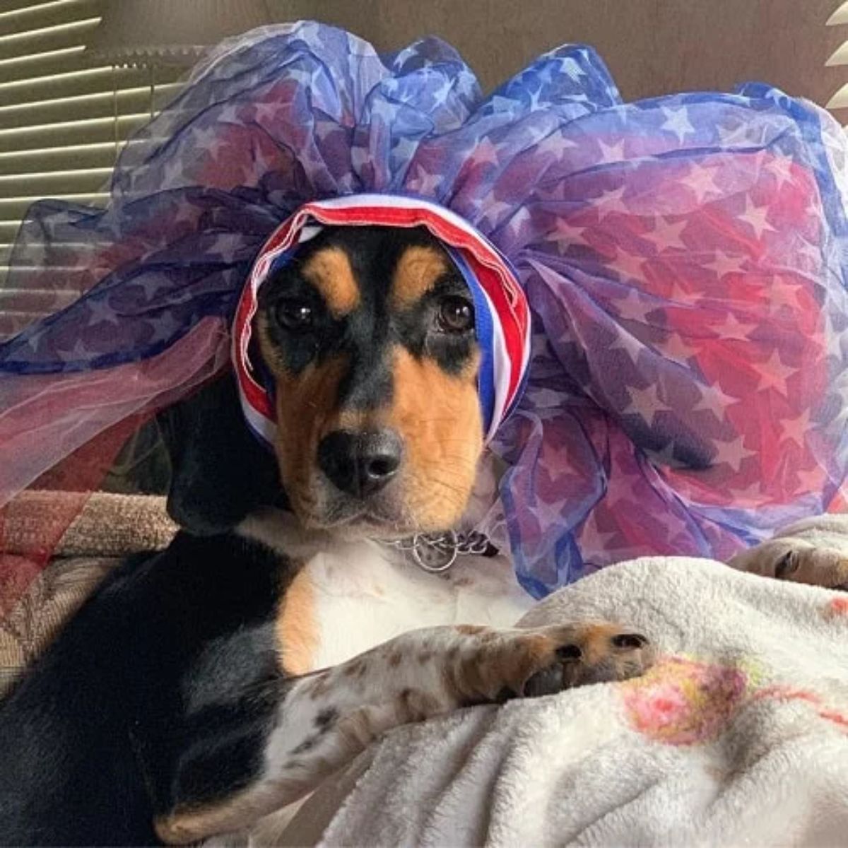 black brown and white dog on a grey blanket wearing a blue and red tulle headdress with white stars on it