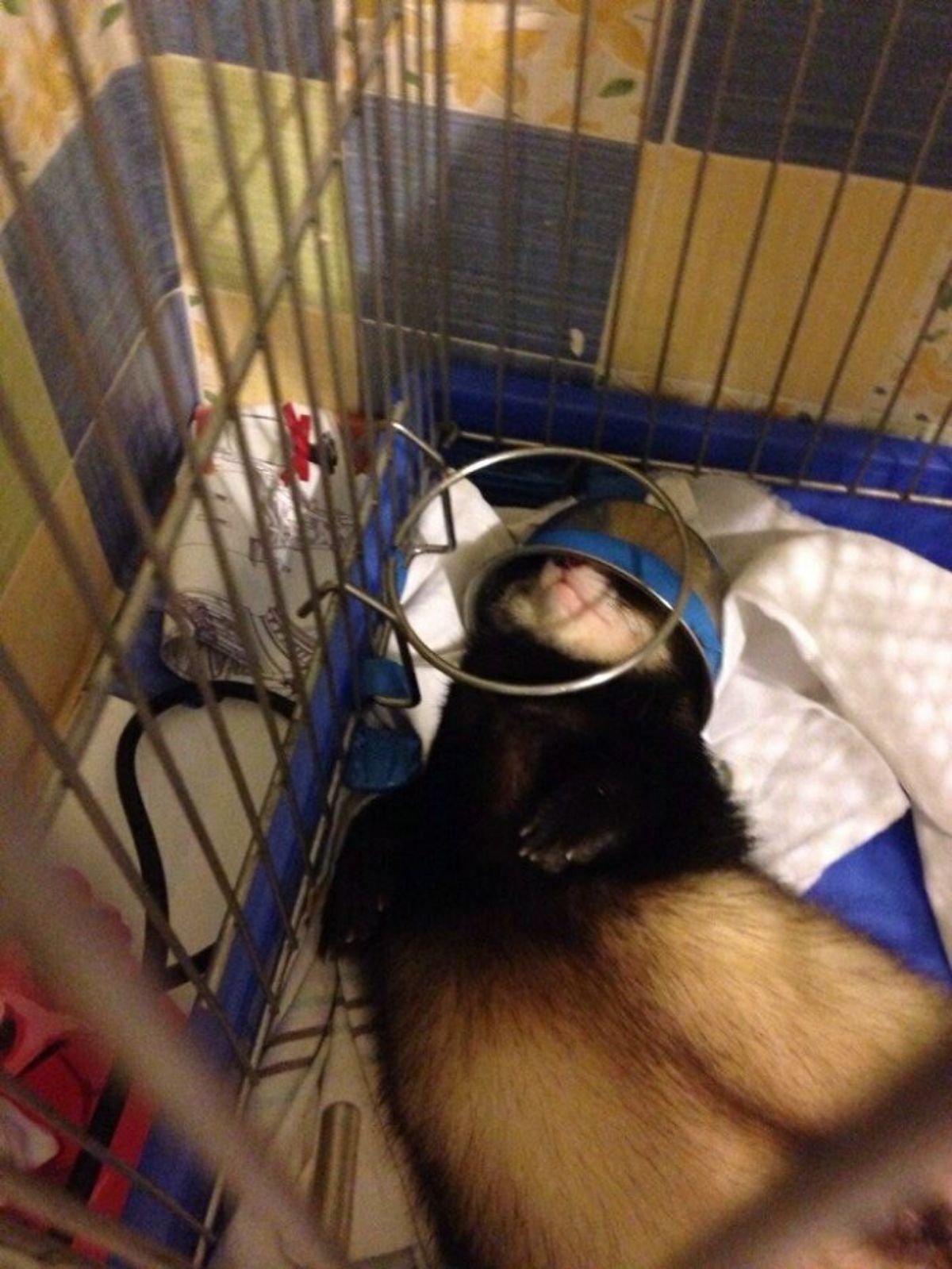 black brown and white ferret sleeping in its cage with a bowl on its head like a helmet