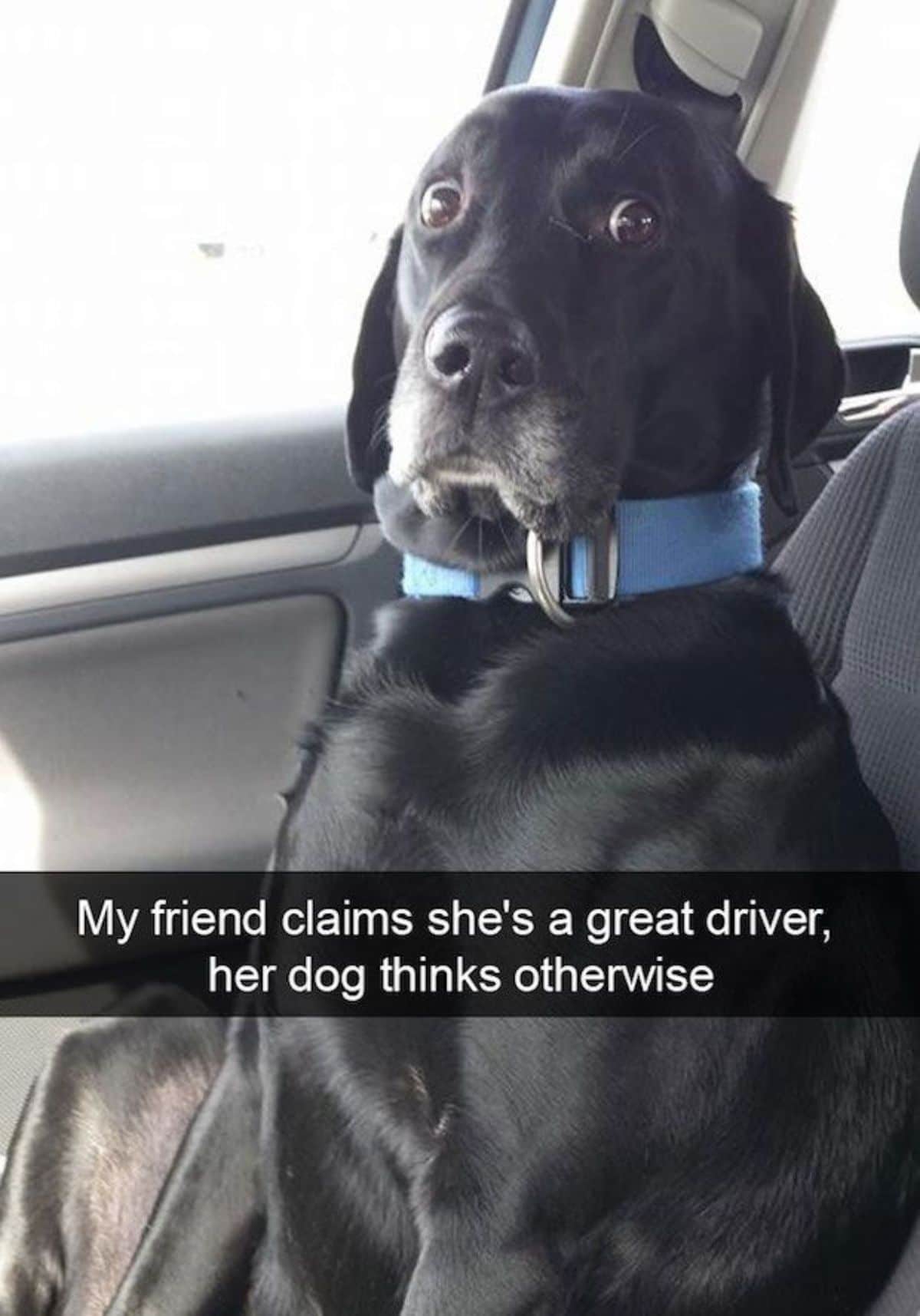 black dog in passenger seat looking surprised with caption saying My friend claims she's a great driver, her dog thinks otherwise