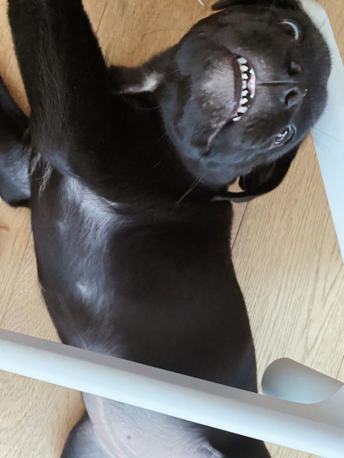 black dog laying on the floor sideways with the head against a chair leg with the dog's teeth showing in a smile