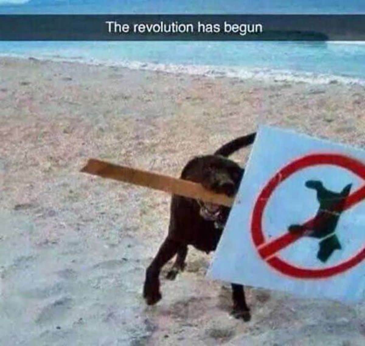 black dog on a beach holding a no dogs allowed sign with caption saying the revolution has begun
